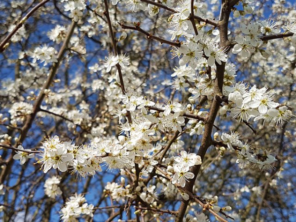 Prunus spinosa - (Schlehe),